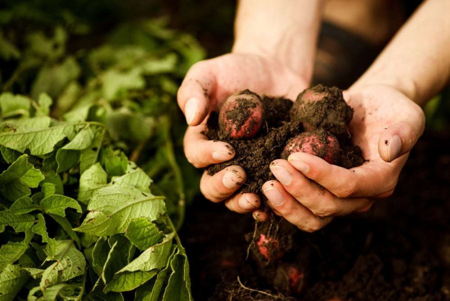 Poljoprivredni tehničar tradicionalnog i organskog uzgoja (Agricultural technician of traditional and organic cultivation occupational standard- ATTOOS)