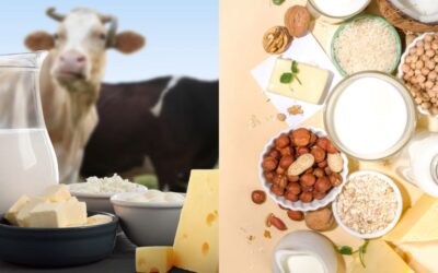 Mljekarska industrija BiH traži hitno razdvajanje biljnih i mliječnih proizvoda na tržištu